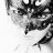 Sandfish12-